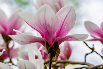 Magnolia in bloom © bjr6464