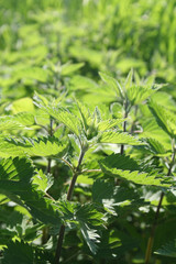 Nettle plants under sunlight. Urtica dioica