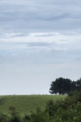 Sheep on a hilltop in Cumbria, England United Kingdom under a cloudy sky