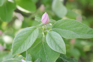Quince tree branch with flowers and blossom in springtime. Cydonia oblonga