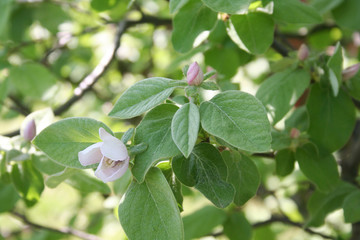 Quince tree branch with flowers and blossom in springtime. Cydonia oblonga