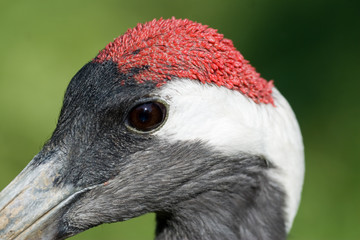 Fototapeta premium Grus japonensis - Gru della Manciuria