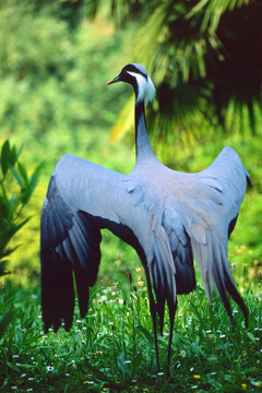 Grus virgo - Damigella di Numidia