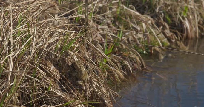 The common toads are going out of the pond, 4k