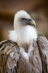 Gyps fulvus - Grifone