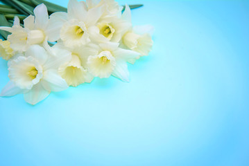 Fototapeta na wymiar Bouquet of light yellow with white daffodils on blue background