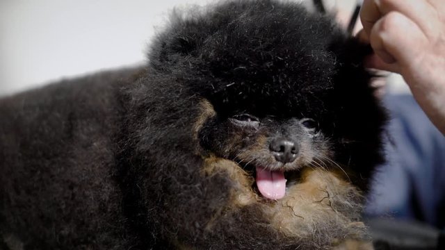 Close up shot of adorable and lovely black spitz getting groomed.