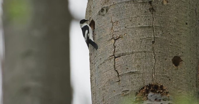 The Collared flycatcher's male is building its nest, 4k