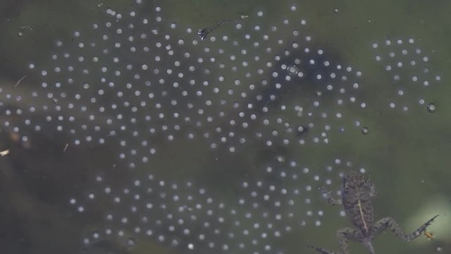 Tadpoles swim in the pond