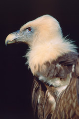 Gyps himalayensis - Avvoltoio delle nevi