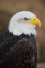 Haliaetus leucochephalus - Aquila di mare americana
