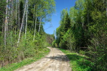 Fototapeta premium Dirt road in forest, spring time