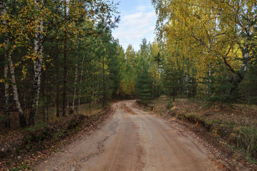 Fototapeta na wymiar Dirt road in forest