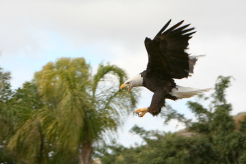 Haliaetus leucochephalus - Aquila di mare americana