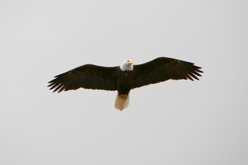 Haliaetus leucochephalus - Aquila di mare americana