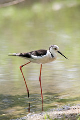 Himantopus himantopus - Cavaliere d'Italia