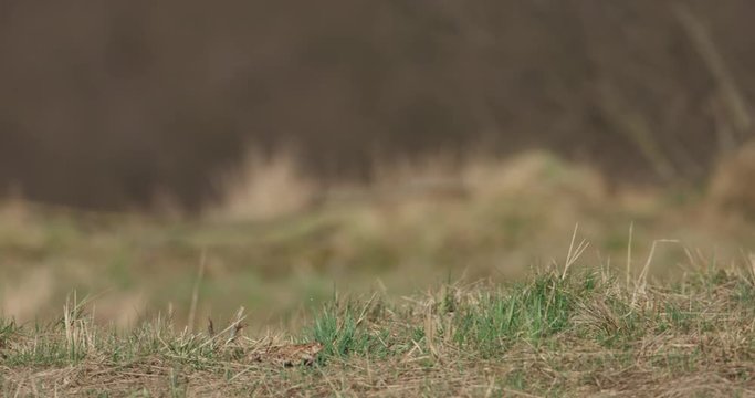 One common toad is going through tke meadow to the pond, 4k