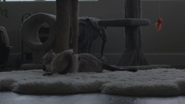 Two cute cats/kittens fighting and playing in slow motion
