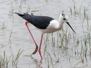 Himantopus himantopus - Cavaliere d'Italia