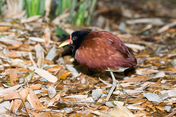 Jacana jacana - Jacana dai barbigli