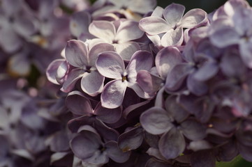 Fliederblüte