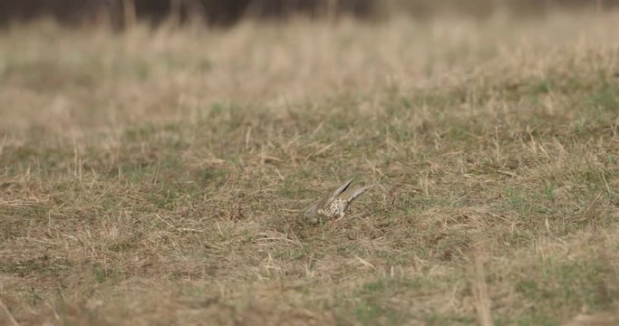 Song Thrush is looking for food, 4k