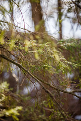 Image of branch of spruce on blurred background