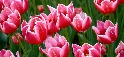 Tulip. Beautiful bouquet of tulips. colorful tulips. Tulips in spring