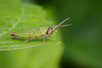 Fototapeta premium Image of Slant-faced or Gaudy Grasshopper on nature background. Insect. Animal