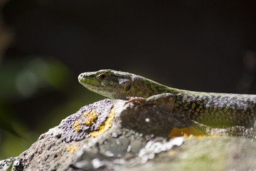 Lagartija autóctona de Menorca tomando el sol Sargantana