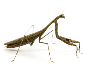 Image of Praying mantis (Stagmomantis carolina) on white background. Insect. Animal