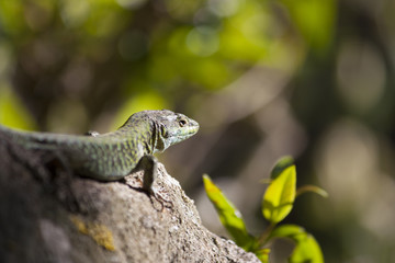 Lagartija autóctona de Menorca tomando el sol Sargantana