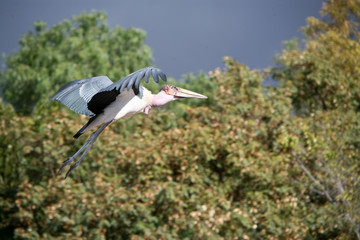 Leptoptilos crumeniferus - Marabu d'Africa