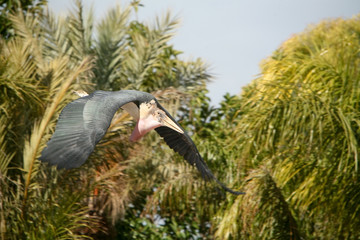 Leptoptilos crumeniferus - Marabu d'Africa