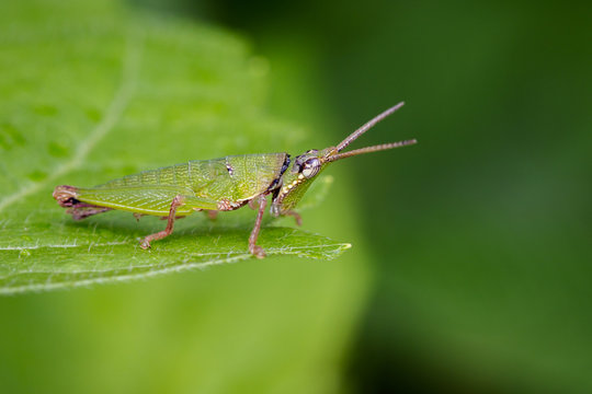 Image of Slant-faced or Gaudy Grasshopper on nature background. Insect. Animal