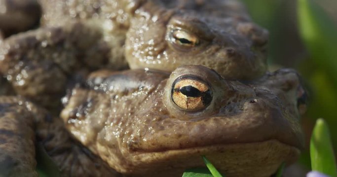 Closeup of two common toad in the spring time, 4k