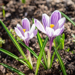 Obraz premium spring awakening of nature, flowering of the first flowers, purple crocuses in sunlight