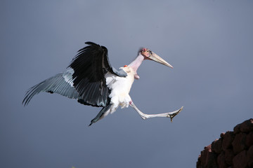 Leptoptilos crumeniferus - Marabu d'Africa