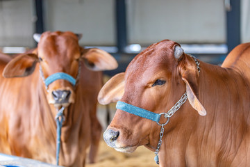 Brazilian Zebu elite cattle in a exhibition park