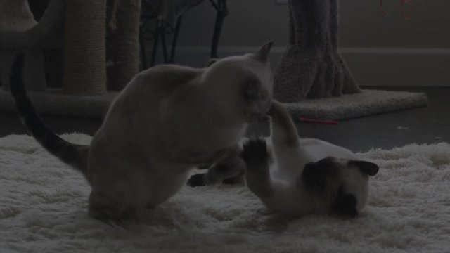 Two cute cats/kittens fighting and playing in slow motion