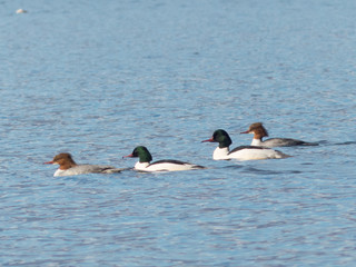 Mergus merganser - Smergo maggiore