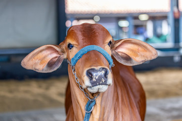 Brazilian Zebu elite cattle in a exhibition park