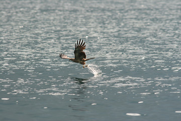 Milvus migrans - Nibbio bruno