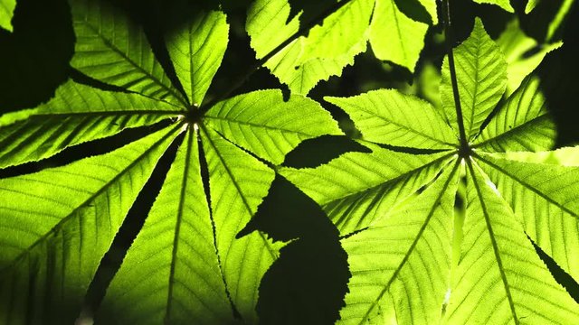 Close-up of a chestnut tree leaves, on a sunny day. Shot in 10bit 422