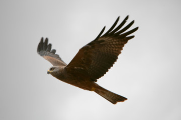 Milvus migrans - Nibbio bruno