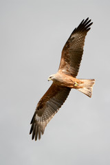 Milvus migrans - Nibbio bruno