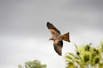 Milvus migrans - Nibbio bruno