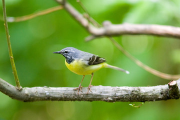 Motacilla cinerea - Ballerina gialla