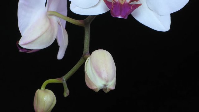 White phalaenopsis orchid blossom with purple center opening slowly in time lapse.