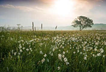 Amazing sunset over the field of beautiful yellow wild daffodils